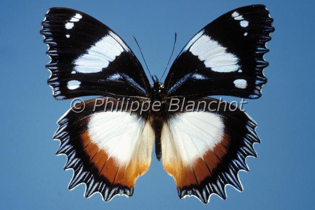 hipolimnas dexithea.JPG - Hipolimnas dexitheaLepidoptera, NymphalidaeMadagascar